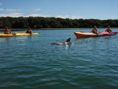 Z-Gift Voucher-Dolphin Sanctuary & Ships Graveyard Kayak Hire(2 person kayak)